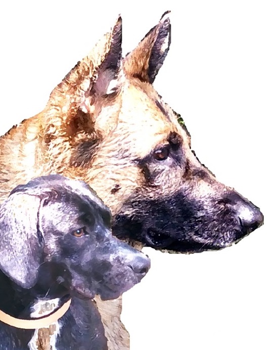 Educación Canina Adrián Serrano